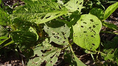 Estar atentos con las plagas en Soja