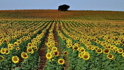 Con rindes históricos, el girasol cierra una buena campaña