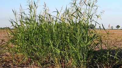 El top ten de malezas difíciles que más avanzaron