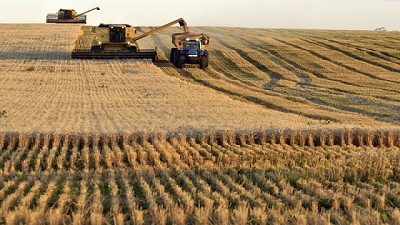 Los trigos de la región con mayor contenido de proteínas