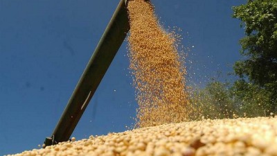 La soja cerró en alza en Chicago y el mercado local se acopló a la suba