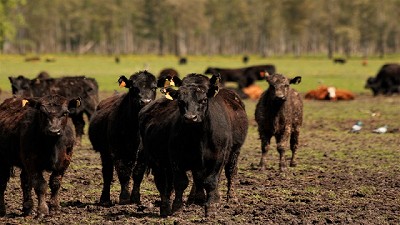 Municipios de Buenos Aires se suman a Programa de impulso a la producción ganadera