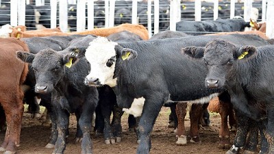 El valor del novillo está en su menor nivel de los últimos ocho años