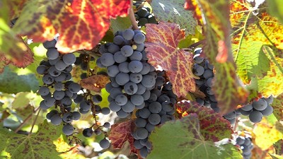 DTV: será obligatorio para el tránsito y movimiento de plantas de Vid, Olivo, Kiwi y frutales de carozo