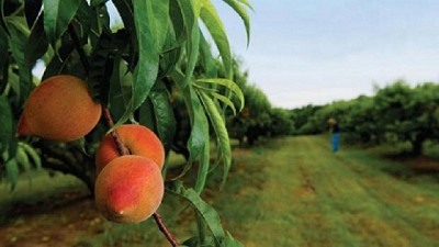 Mendoza: Productores de frutas de carozo con una gran crisis