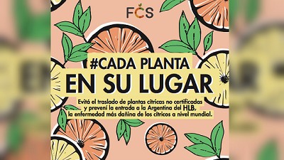 #CadaPlantaEnSuLugar: una campaña para proteger a la citricultura argentina del HLB