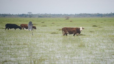 Recomendaciones para productores del Noreste ante las intensas precipitaciones