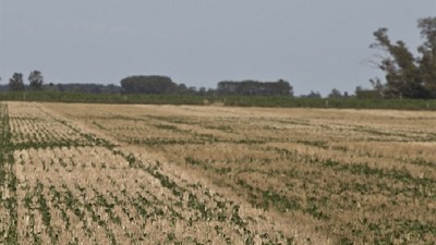 La seca mantiene en vilo a los productores; por Carlos Marín Moreno