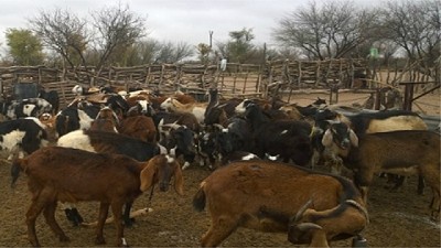 La carne de cabra atrae a la gastronomía mendocina