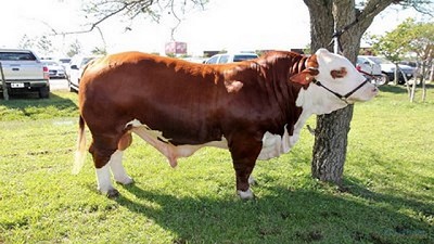 La Rural elogió el aumento de las exportaciones de carne vacuna