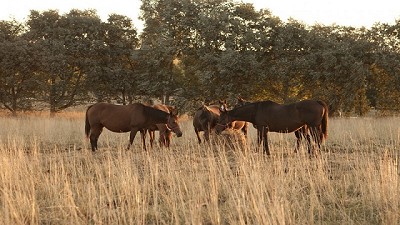 Precaución sanitaria ante la notificación de influenza equina en Chile