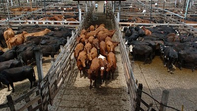 Valores sostenidos para el precio de la hacienda general en Liniers