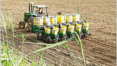 Efecto sequía: prevén un nuevo recorte del área de maíz por falta de lluvias