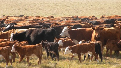 Siguen complicados los entores en varias zonas por variabilidad de lluvias