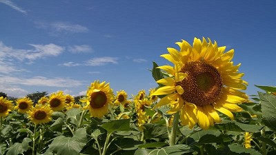 La cosecha de girasol genera buenas expectativas 