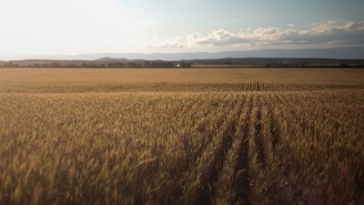 Polémica interpretación impositiva para consignatarios y acopiadores, por Héctor Tristán