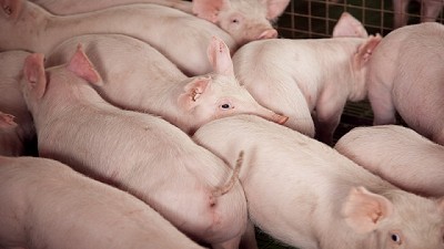 Se implementó el Registro Fiscal de Operadores de la Cadena Porcina