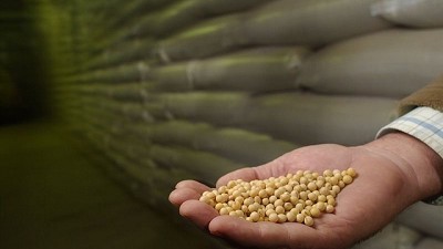 Soja: aconsejan aprovechar los precios para la época de cosecha