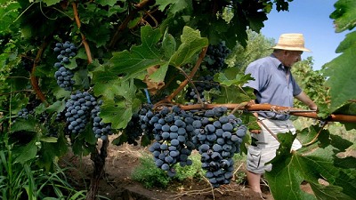 Bodegueros apoyan al Gobierno nacional en las negociaciones por libre comercio