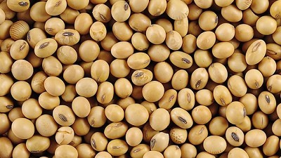 Volvió a bajar el precio de la soja en Chicago