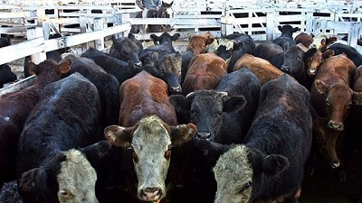 Los lotes especiales se negociaron en alza en el Mercado de Liniers