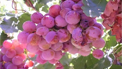 Vid: cómo proteger los racimos de la podredumbre ácida
