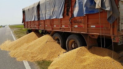 Denuncian que las gallinas no se alimentan por el paro de transportistas