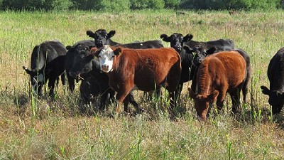 Tranquilidad en el mercado de invernada al comienzo de 2018