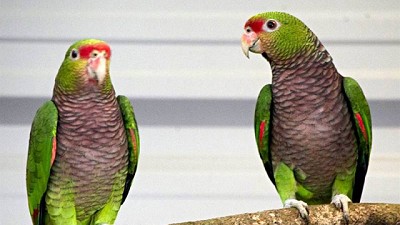 Fauna en peligro: grave reducción de las poblaciones de loros en el continente