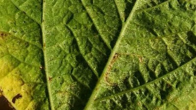 Soja: por ahora es baja la presencia de plagas