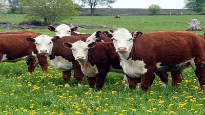 Buenos Aires: apoyo financiero para pequeños productores bovinos y porcinos