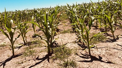 Sequía: la zona agrícola núcleo continúa con un déficit de entre 50 y 100 milímetros