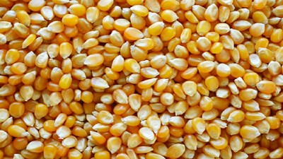 Argentina se consolida como principal exportador mundial de maíz pisingallo