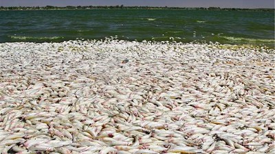 Con las inundaciones y el calor, se registran casos de mortandad masiva de peces