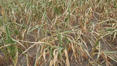 Recortan en 5,5 millones de toneladas la cosecha de soja y en 4,9 millones la de maíz