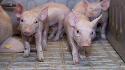 La Argentina cumple con los requisitos para ser reconocida internacionalmente como país libre de peste porcina clásica