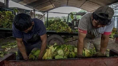 Cinco mil obreros del tabaco se quedarían sin el subsidio de Intercosecha