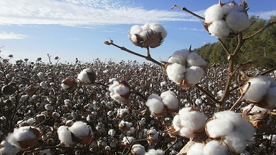 El área sembrada de algodón aumentó 18,6% en esta campaña
