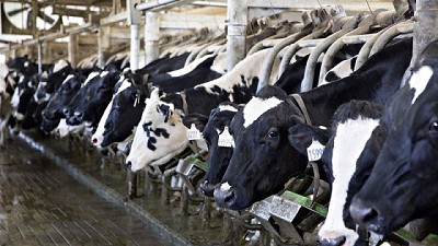 Tambo: ganancia para los grandes y pérdidas para los pequeños y medianos