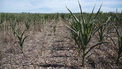 Sequía: Etchevehere admite que las pérdidas son cuantiosas