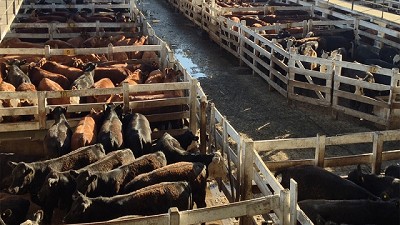 En marzo se lanza un nuevo sistema de precios de referencia para la hacienda bovina