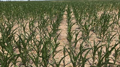 Por la sequía los productores agropecuarios perderían 2.150 millones de dólares