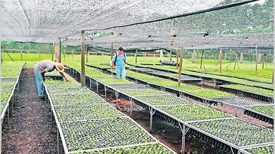 Por falta de acuerdo, el precio de la yerba quedará en manos de la Nación