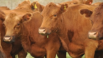 Importantes claves para producir carne de calidad