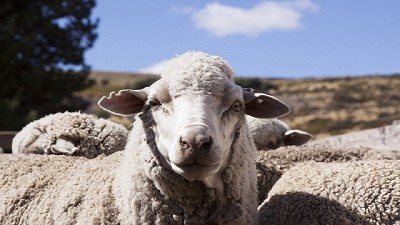 Lenta recuperación del stock ovino que se perdió por la sequía y las cenizas volcánicas 