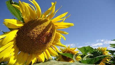 Comienzan las primeras labores de cosecha de girasol