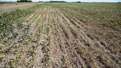 Por la sequía, los rindes en soja y maíz se ubicarían por debajo del promedio de los últimos cinco años