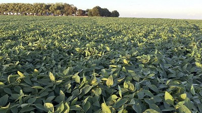 Córdoba impulsa un fondo anticíclico para seguros agrícolas con las retenciones a la soja