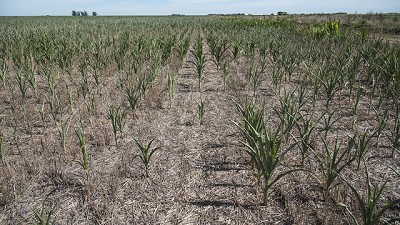 Sequía con plan B: qué hacen las empresas para amortiguar el cimbronazo