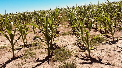 La adaptación a la variabilidad climática